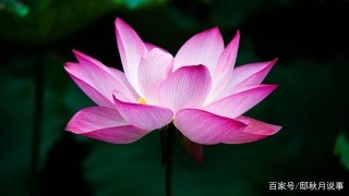 12月上旬，4大星座桃花正紅，天賜良緣，轉角遇見愛，好運連連