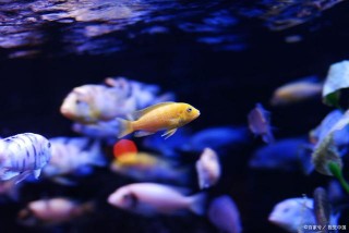 水族玩家們注意了，你養的觀賞魚或許正在發出聲音