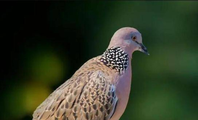 斑鳩不會築巢？隨處可見的斑鳩能吃否？為何說吃斑鳩危害很大？