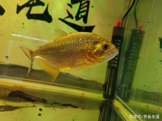 明白了什麼是觀賞魚的惰性？很多養魚的實際問題，都可以迎刃而解