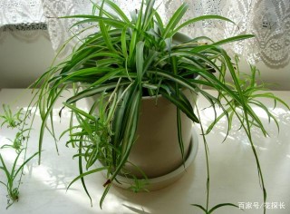 選這3種植物盆栽，既能淨化空氣又能裝飾家居