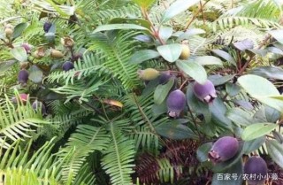 山上一種野果子，兒時常吃到飽，如今搖身一變，成了觀賞植物