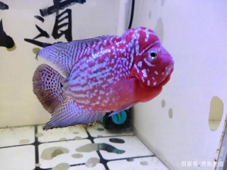 影響觀賞魚發色的幾大因素，不必精細研究，都逃不過一個原則