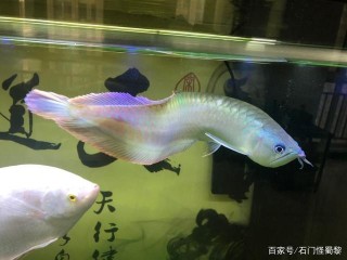 觀賞魚的養法與技巧
