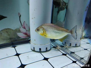 認清觀賞魚的疾病排查順序，別把它搞錯，很多魚友就不會亂折騰了