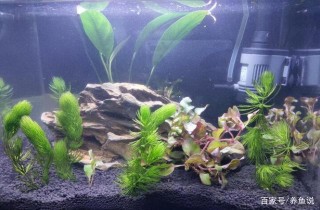 養觀賞魚一直開燈是不對的，細數魚缸熄燈的好處：便於水質清潔