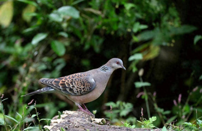 斑鳩不會築巢？隨處可見的斑鳩？為何說吃它的肉危害會很大