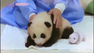 韓國綜藝為博眼球，讓女團成員接觸熊貓，惹來網友不滿