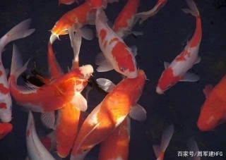 12月有理想和追求的星座，發財致富，財神爺相助，事業如魚得水