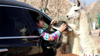 快去體驗 蘭州野生動物園開通自駕遊啦！