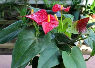 人見人愛的6種漂亮花，寓意吉祥上檔次，你家養了幾種？_花卉_種植_空氣