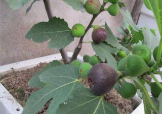 只養花太單調，家中也可以盆栽果樹，有3種果樹，盆栽結果量大