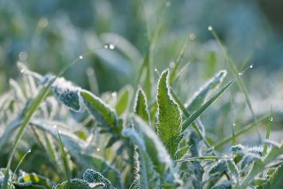 鑒賞｜“氣肅而凝，露結為霜矣”，藝術裏的蕭瑟深秋