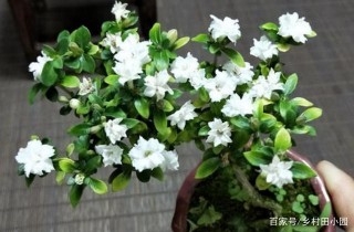 六月雪，掛在枝頭，涼在心頭，喜歡盆栽灌木花卉的，不要錯過了