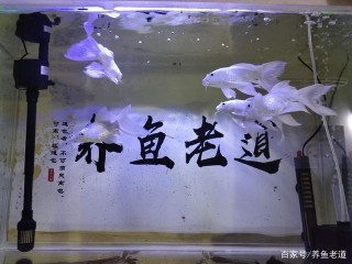 想要培養自己的抗打擊能力？那就來飼養觀賞魚，或者做自媒體