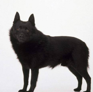 舒柏奇犬發燒怎麼辦