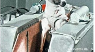 1984年，那個被蘇聯發射到外太空的3歲狗狗“萊一卡”，結局如何