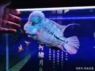 自己的觀賞魚死了，回顧一下自己的操作，別人未必知道原因