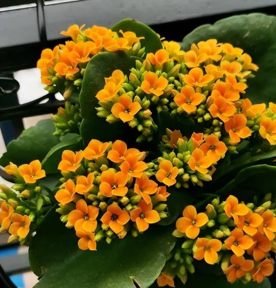 長壽花開花越來越少？廚房裏抓把小東西摻土裏，猛長花芽開花豔