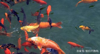 養觀賞魚怎樣就算是玩物喪志了？每天應該在養魚這事上花多少時間