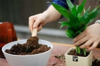 家庭養花學會換盆，盆栽才能開花爆滿盆！_花卉