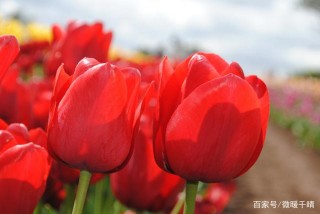 11月喜鵲歸巢，良緣就位，將路遇真愛的星座：許諾