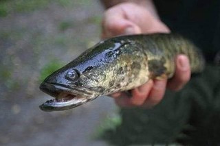 又一「怪魚」入侵美國，比亞洲鯉魚還可怕，離水還能活三四天