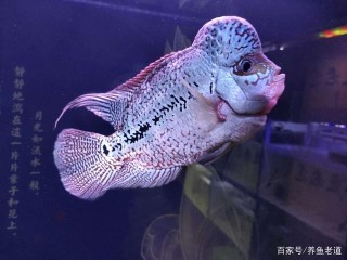 要想養好觀賞魚，就要保持適度忍耐的心態