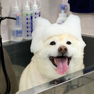 柴犬中的小體柴是什麼？