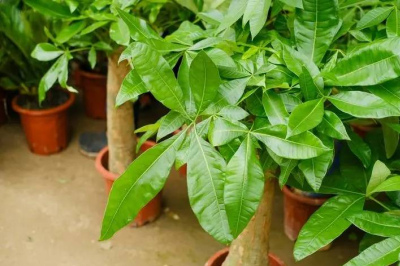 春天發財樹有“6怕”，及時避開才能枝繁葉茂，看看你中了幾招？