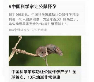 公鼠懷孕生產實驗惹爭議！女科學家回應：和你們的理解恰恰相反