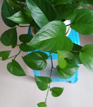 盆栽植物得學會澆花：善用黃豆水肥，枝葉將越發翠綠有光澤