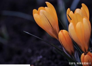 12月到年底揚眉吐氣，好人有好報，順利熬出頭的3星座