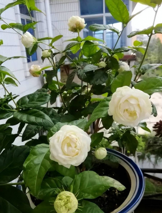 夏天養茉莉花，2種花肥輪番用，開花又多又香，清爽一夏
