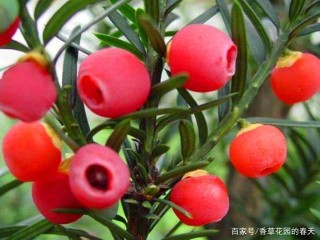 秋季觀果植物紅豆杉，養了好幾年還不結果？主要有3個原因