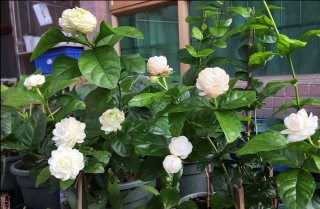人見人愛的虎頭茉莉，好養好看愛開花，香味濃鬱沁人心脾