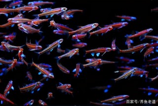 飼養觀賞魚的一位新魚友，看懂了養魚的重點所在