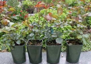 家庭養花，從哪些方面下手休整植物根部效果好？