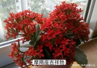 在2020年吉祥物，這三個星座每天都邀請財產並籌集財產