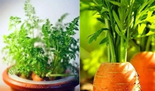營養價值堪比人參，在自家陽台就可以養殖!