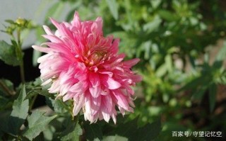 6月起，月老相幫，舊情複燃，將恩愛到老的星座