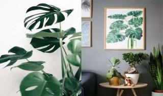 Ins風格家裝，這樣的綠植才是跟它絕配