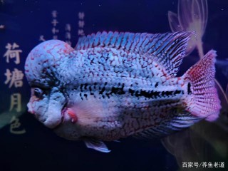 一位魚友的觀賞魚差點被嚇死，另一位魚友，提出來一個急救妙招