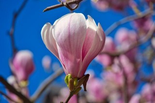 11月末，桃花盛放，情分雖淺愛定終身，4星座舊愛上門，宿命戀情