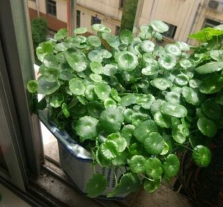 4種「喜水」的花，下雨天是它的最愛，隨便淋一淋，