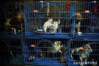 犧牲一生養了1300只狗，100只貓的女人的生活