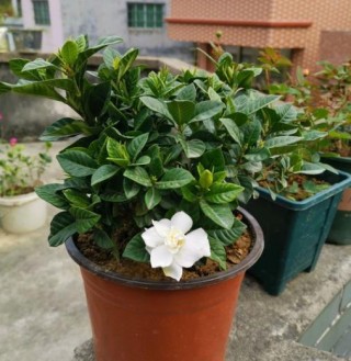 新買的梔子花老是養不活？牢記養護「訣竅」，新手也能養好！