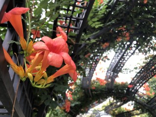室內養花禁忌大全！不看吃大虧了！學到就賺到！（2）
