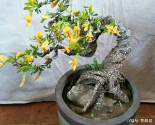 天氣回暖之際，給盆栽植物澆水，哪些舉動不合時宜？
