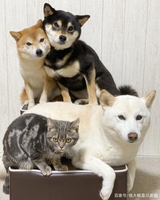 被3隻柴犬帶大的貓咪，從此被注入「柴魂」，網友：太神奇了！
